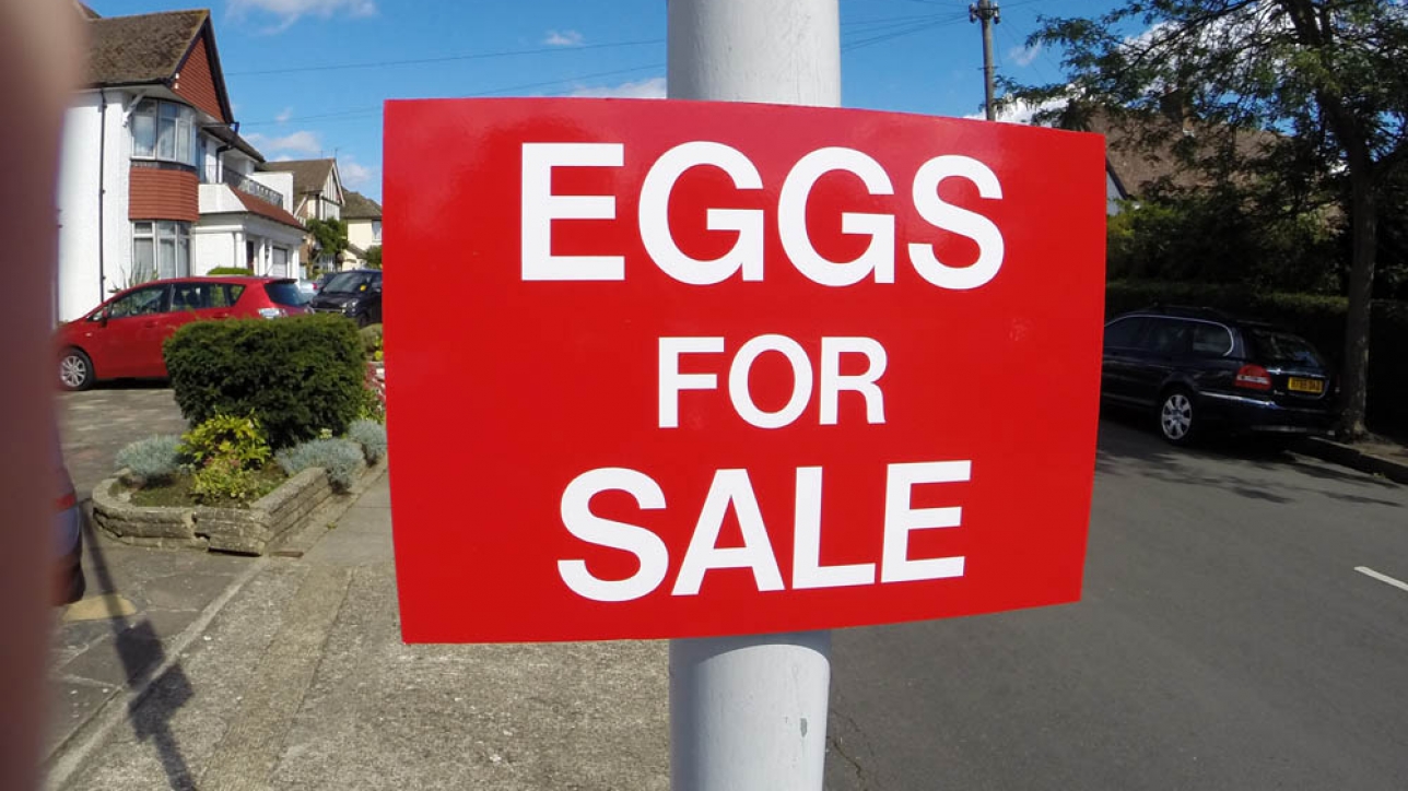 EGGS FOR SALE, Sign Ruislip Signs and Graphics